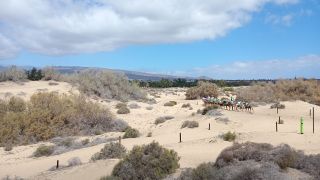 GC-Camello Safari (Maspalomas)-49.jpg